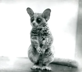 A Galago moholi, or Mohol bushbaby at London Zoo, 12th September 1913